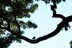 bird on limb