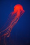 jellyfish 2