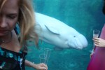 spying beluga (smaller)