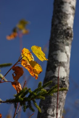 leaf and birch