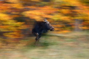 running moose running moose