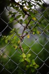 twig and fence