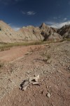 Badlands bones