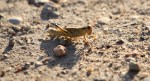 Badlands cricket