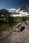 glacier NP goat