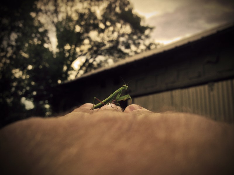 windham evening 2 praying mantis copy