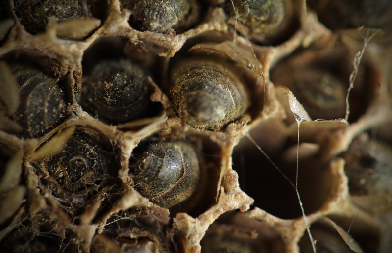 bees in comb3