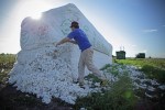 cotton7
