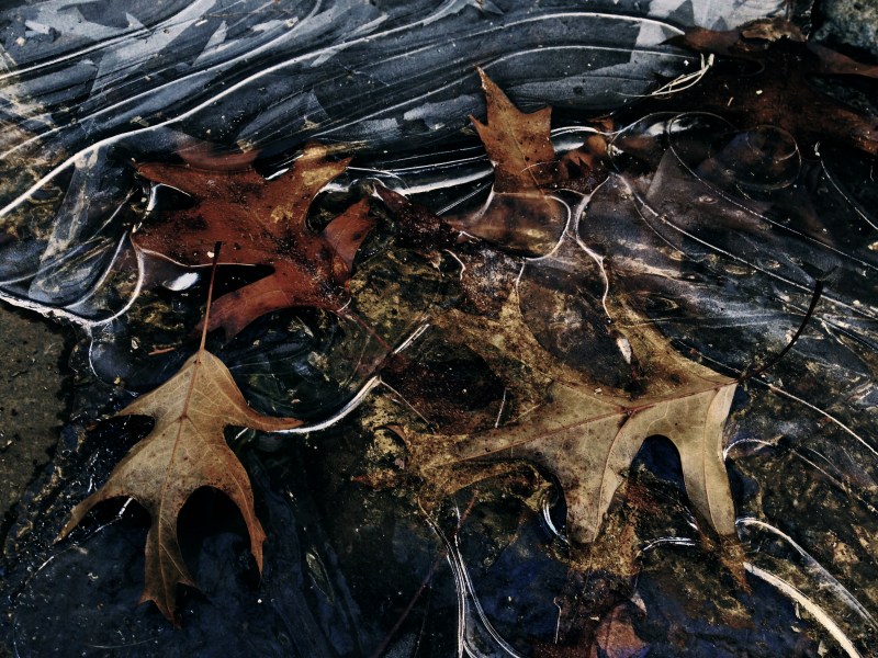 leaf ice 2