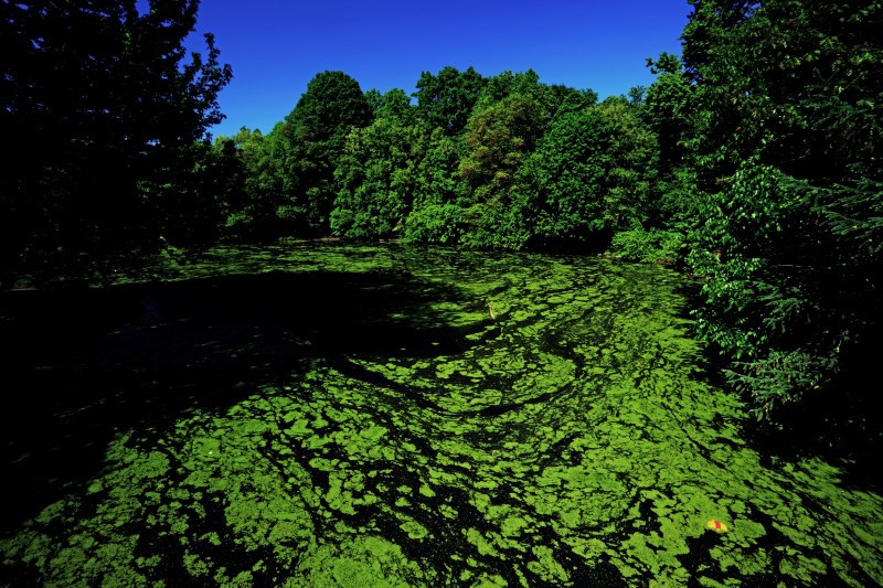algae pond 1