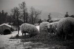 snow sheep4