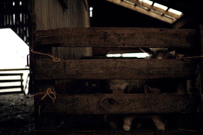 lambs in pen