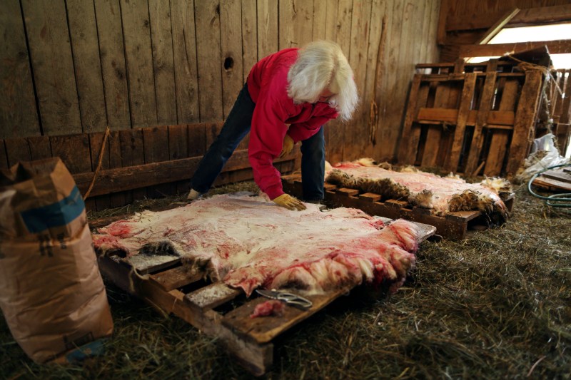 salting the pelts